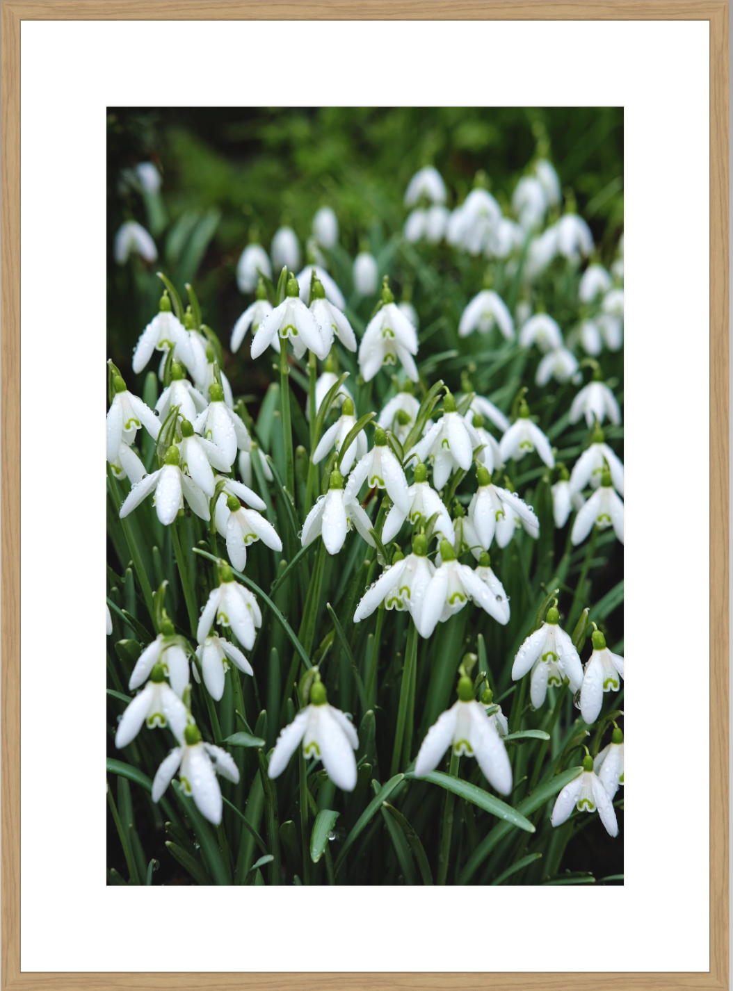 Main image Country Garden V