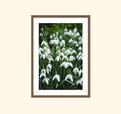 Country Garden V