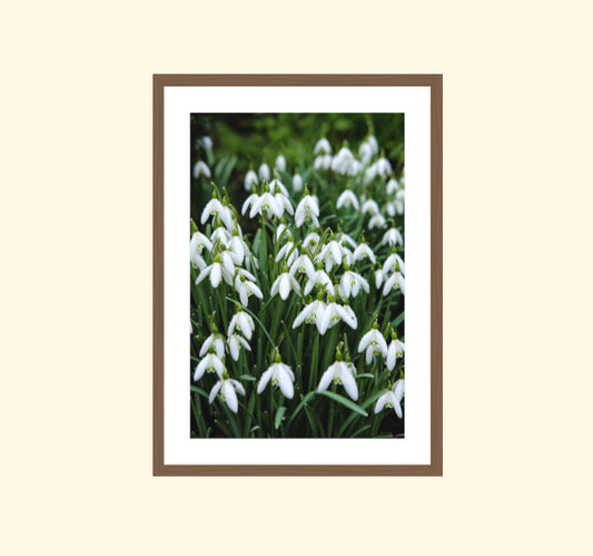 Country Garden V